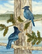 Steller's Jays at Cowichan Bay